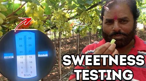 how to test for fruit brix